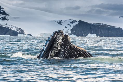 whaling in antarctica